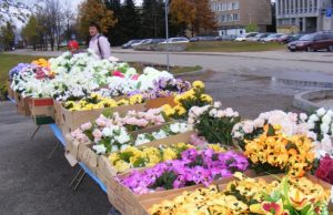 Krizinės Vėlinės: pigios žvakutės ir dirbtinės gėlės Krizė išmokė rokiškėnus neišlaidauti kapų puošybai: dirbtinės gėlė tampa paklausios. A.Puteikytės nuotr.