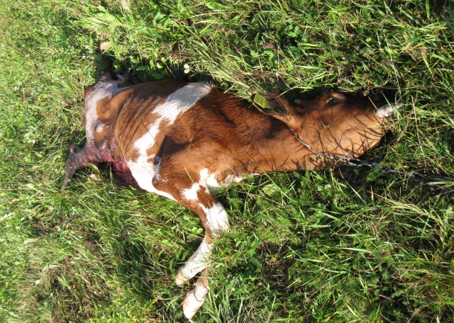 Vilkų vaišės Žėkų kaime – ūkininkas Remigijus Žėkas neteko veršelio. R. Žėko nuotr.