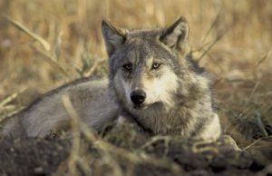 Vilkų ramybės metas baigiasi. Eltos nuotr.