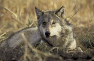 Panevėžio regione vyko gyvosios gamtos apsaugos kontrolės reidas