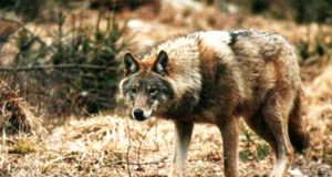 Leista medžioti vilkus. Eltos nuotr.