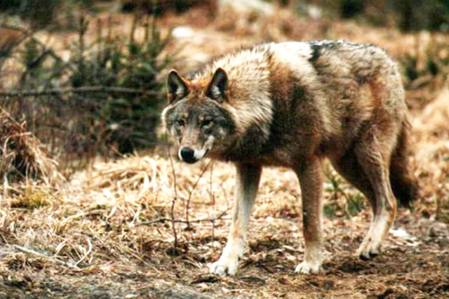 Leista medžioti vilkus. Eltos nuotr.