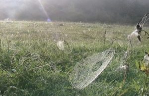 Nebesudraskomi kasdienybės voratinkliai... P.Briedžio nuotr.