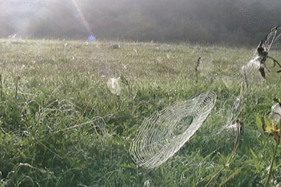 Nebesudraskomi kasdienybės voratinkliai... P.Briedžio nuotr. Nebesudraskomi kasdienybės voratinkliai... P.Briedžio nuotr.