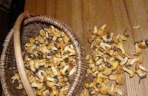 Miškuose – mėlynių ir voveraičių derlius Miškuose jau klega pirmieji grybautojai. A.Minkevičienės nuotr.