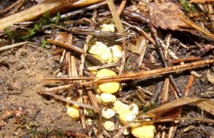 Birželio lietaus gausiai pagirdyti jau ėmė tiestis voveraičių tiltai. A.Minkevičienės nuotr.