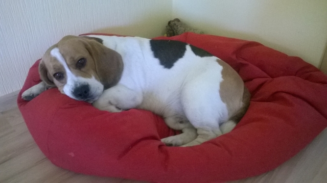 Augintinio pasas dažniausiai reikalingas tiems žmonėms