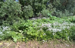 Pakelėje žaliuojantys nuodingi augalai jau krauna žiedus.