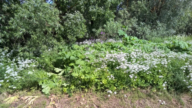 Pakelėje žaliuojantys nuodingi augalai jau krauna žiedus.