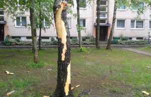 Žaibas "nuskuto" medelius. D. Banevičiūtės nuotr.