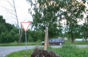 Nuo žaibo suskaldyto stulpo nukrito gandralizdis. D.Zibolienės nuotr.