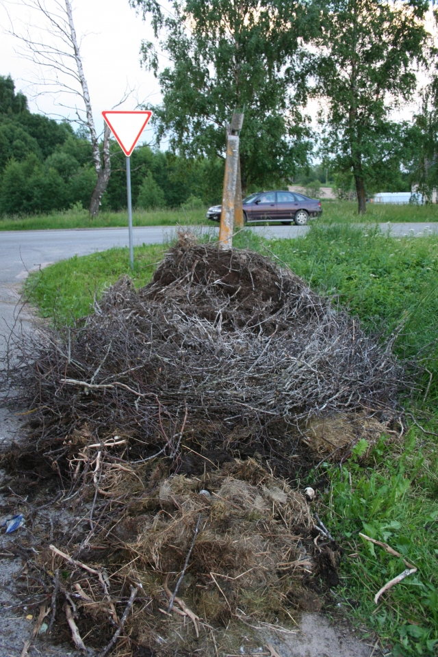 Nuo žaibo suskaldyto stulpo nukrito gandralizdis. D.Zibolienės nuotr.
