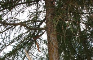 Žaibas trenkė į maumedį šalia rajono policijos komisariato.