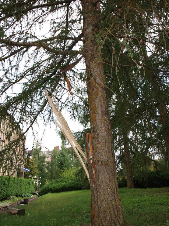 Žaibas trenkė į maumedį šalia rajono policijos komisariato.