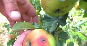 Ligos pakenktų obuolių gerai prižiūrimuose soduose šiemet reta. A.Minkevičienės nuotr.