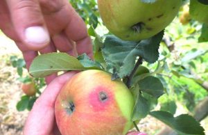 Ligos pakenktų obuolių gerai prižiūrimuose soduose šiemet reta. A.Minkevičienės nuotr.