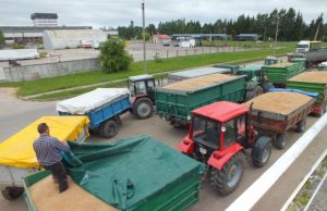 Prie AB „Rokiškio grūdai“ laboratorijos iš ankstyvo ryto išsirikiavo kelios dešimtys grūdais vežinų traktorių