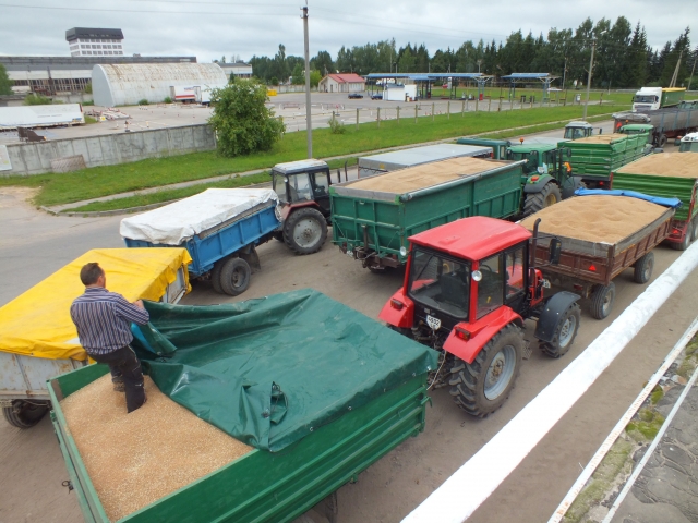 Prie AB „Rokiškio grūdai“ laboratorijos iš ankstyvo ryto išsirikiavo kelios dešimtys grūdais vežinų traktorių