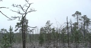 Pelkės – puiki vieta perėti retiems paukščiams