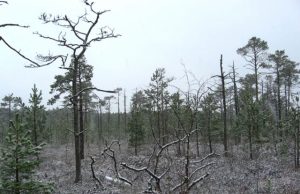 Pelkės – puiki vieta perėti retiems paukščiams