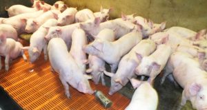 Žiobiškio kiaulaitės kol kas žaidžia su plastiko ar aliuminio buteliais