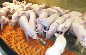 Žiobiškio kiaulaitės kol kas žaidžia su plastiko ar aliuminio buteliais