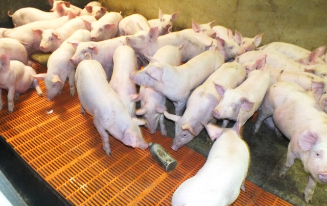 Žiobiškio kiaulaitės kol kas žaidžia su plastiko ar aliuminio buteliais