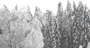 Ši žiema - ypatinga. N.Byčkovskio nuotr.