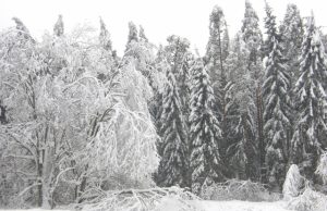 Ši žiema - ypatinga. N.Byčkovskio nuotr.