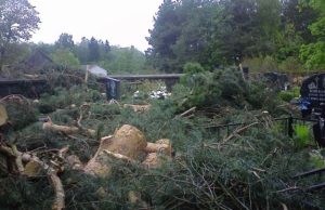 Taip po medžių pjovimo atrodė Žiobiškio kapinės.