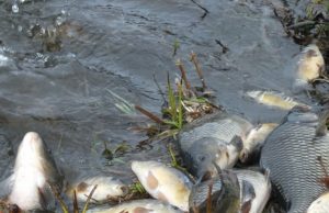 Šimtai karpių papildė Rokiškio tvenkinių žuvų šeimyną. A.Minkevičienės nuotr..