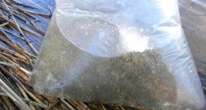 Į Sartų ežerą paleista dešimtys tūkstančių šamų ir sterkų. Panevėžio RAAD nuotr..