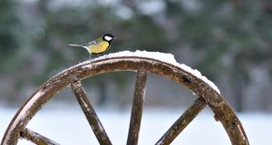 Sparnuočiams prasideda badas. Virginijaus Stumbrio nuotr.
